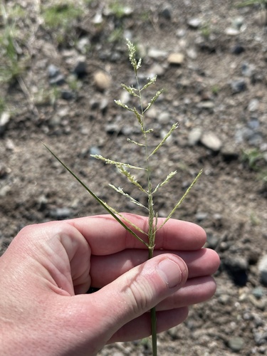 Sand Dropseed
