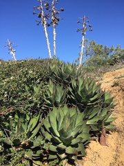 Agave shawii shawii