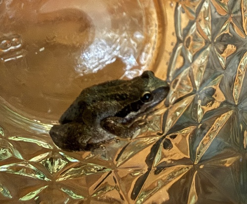 Pacific chorus frog