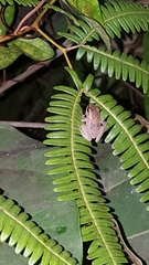 Eleutherodactylus coqui