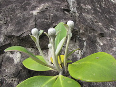 Pachystegia minor