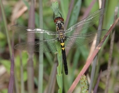 Celithemis verna