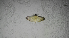 Eulepte gastralis