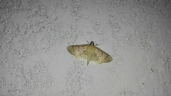 Eulepte gastralis