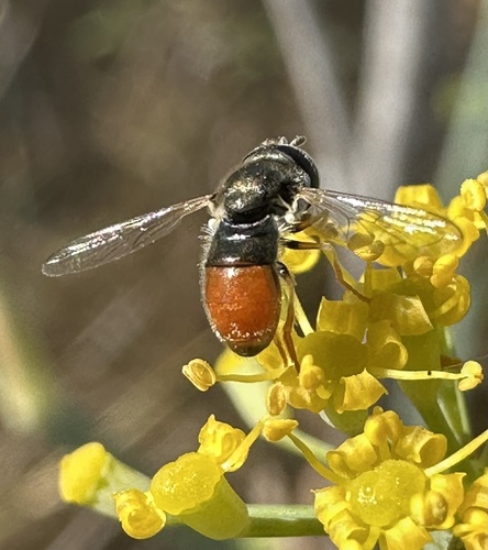 Common Grass Skimmer