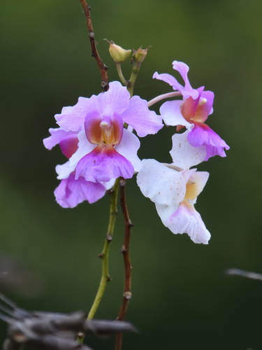 Papilionanthe hookeriana × teres