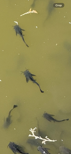 Black Bullhead