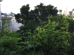 Sambucus racemosa