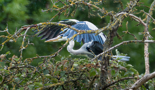 Grey Heron