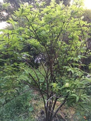 Sambucus racemosa