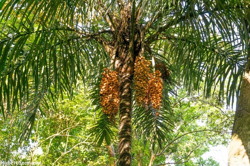 Astrocaryum standleyanum L.H.Bailey