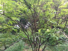 Sambucus racemosa