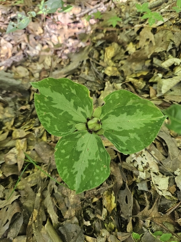 Trillium foetidissimum, photograph 1