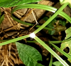 Cyperus mindorensis