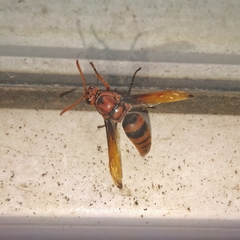 Rhynchium