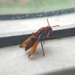 Rhynchium