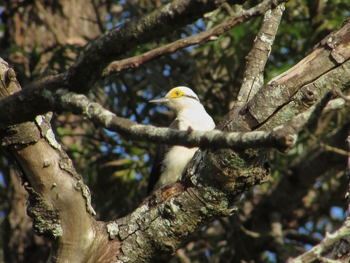 White Woodpecker