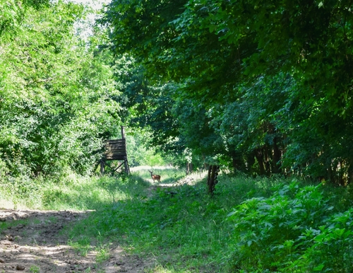 Western Roe Deer