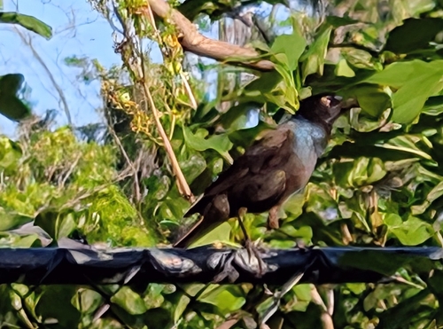 Common Grackle