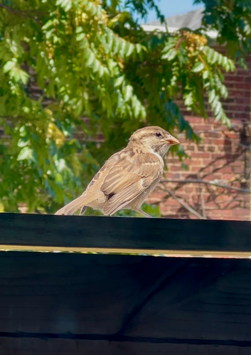 House Sparrow