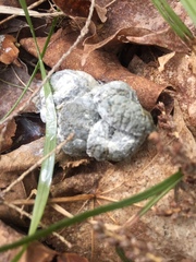 Meleagris gallopavo silvestris