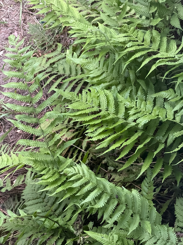 Soft Fern