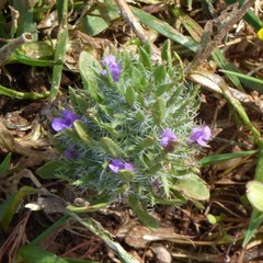 Pogogyne zizyphoroides
