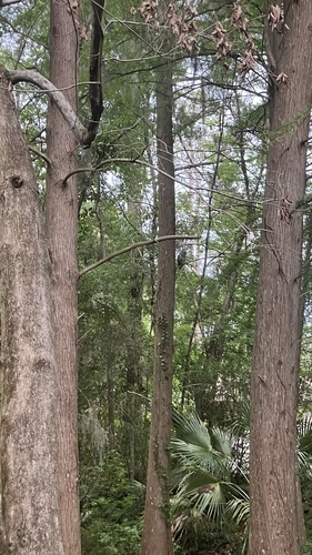 Barred Owl