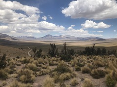 Polylepis tarapacana