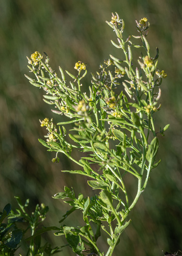 Rorippa curvisiliqua, photograph 6