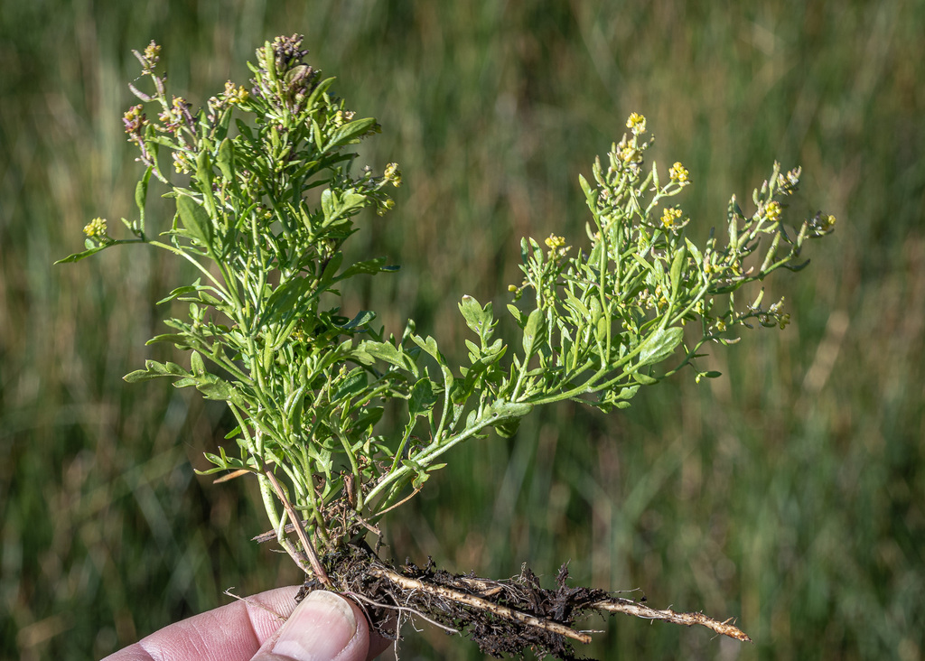 Rorippa curvisiliqua; photograph (c) Tim Messick, some rights reserved (CC BY)
