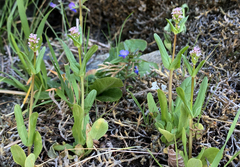 Plectritis congesta brachystemon