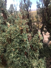 Polylepis tarapacana