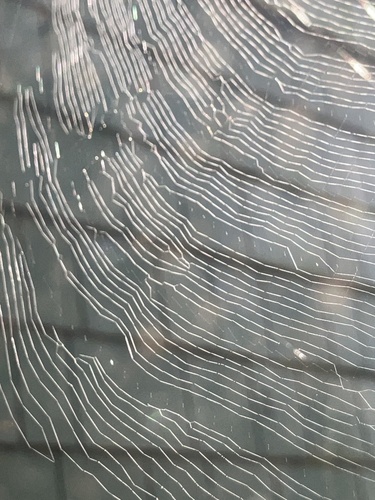 Golden Silk Spider