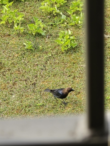 Brown-headed Cowbird