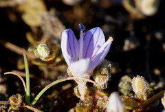 Veronica lilliputiana