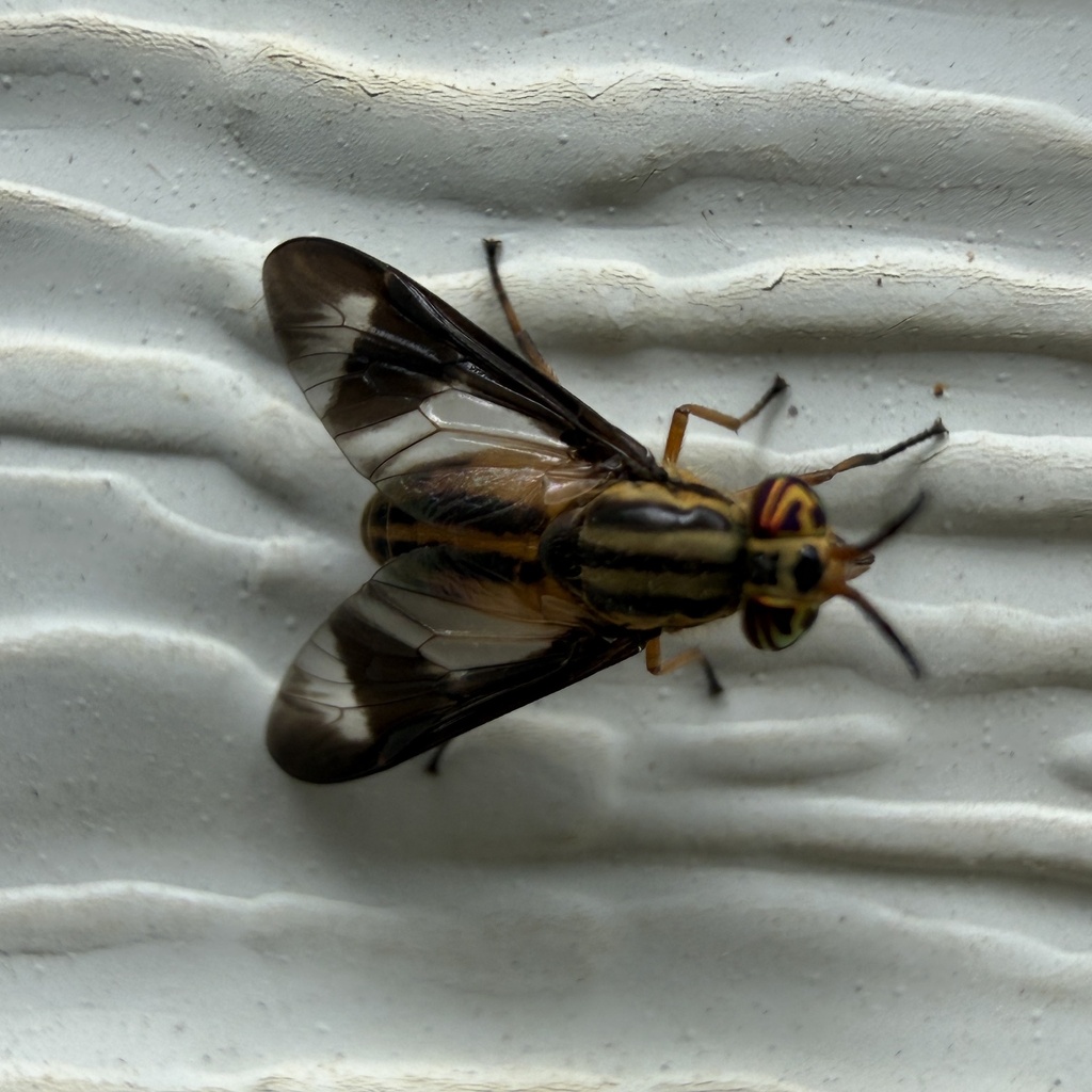 Chrysops pikei