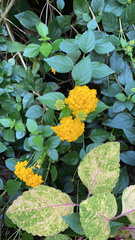 Lantana × hybrida