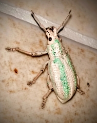 Compsus viridivittatus