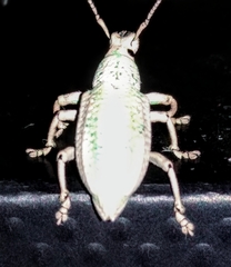 Compsus viridivittatus