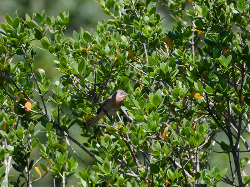 Curruca carrasqueña occidental (Curruca iberiae)
