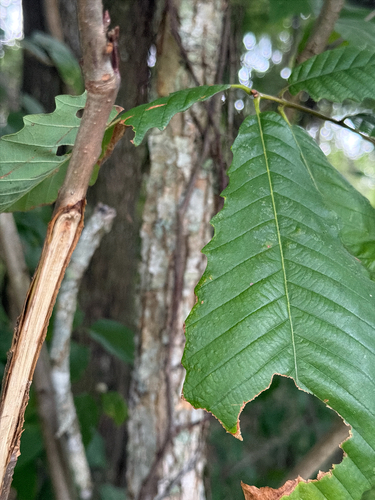 swamp chestnut oak