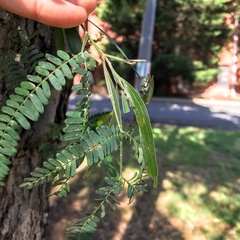 Acacia melanoxylon