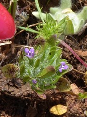 Pogogyne zizyphoroides