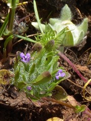 Pogogyne zizyphoroides