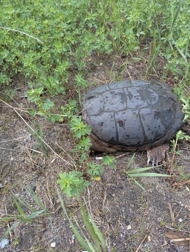 Common Snapping Turtle