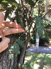 Acacia melanoxylon