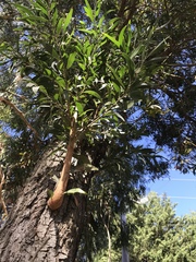 Acacia melanoxylon