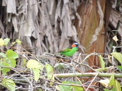 Tangara cyanocephala