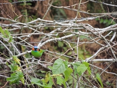 Tangara cyanocephala